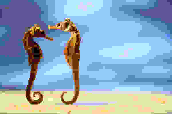 seahorse1