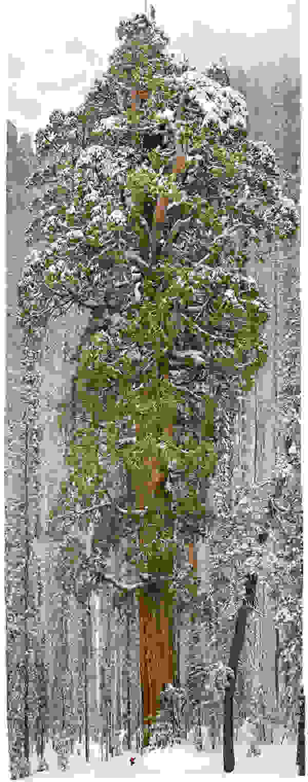 tree1