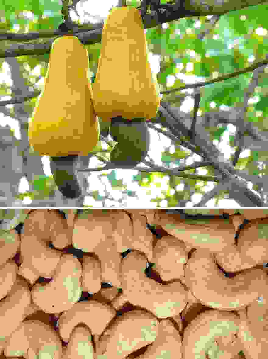 cashew