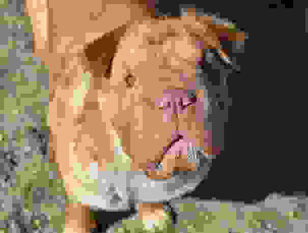 fili6