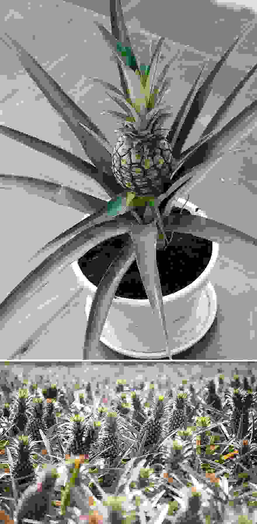 pineapple