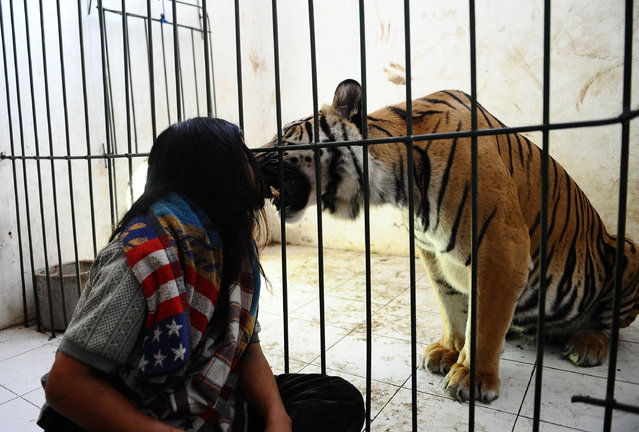 tiger6
