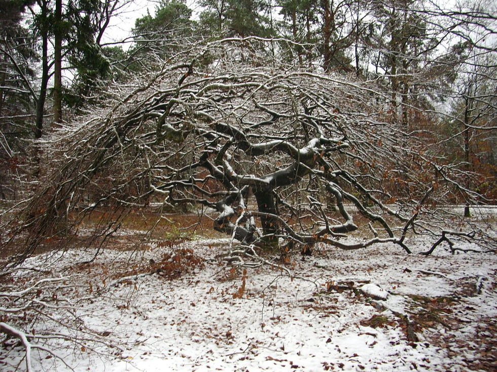 gallia-dasos1.JPG