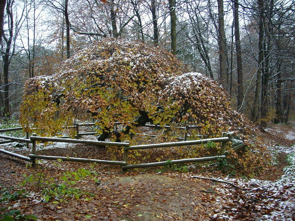 gallia-dasos9.JPG