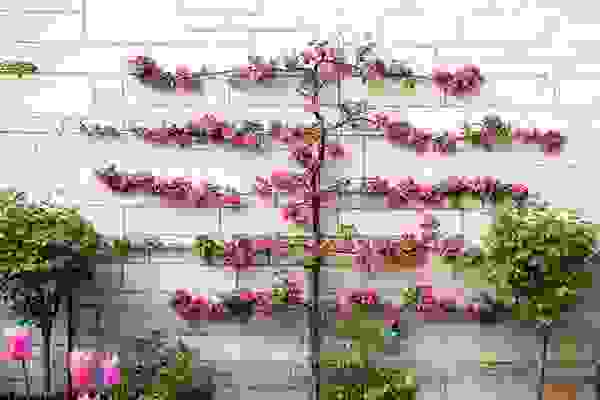 01 espalier plant