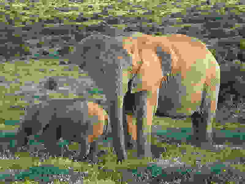 800px-African Bush Elephants