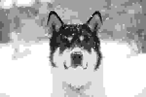 Akiak-dog-7