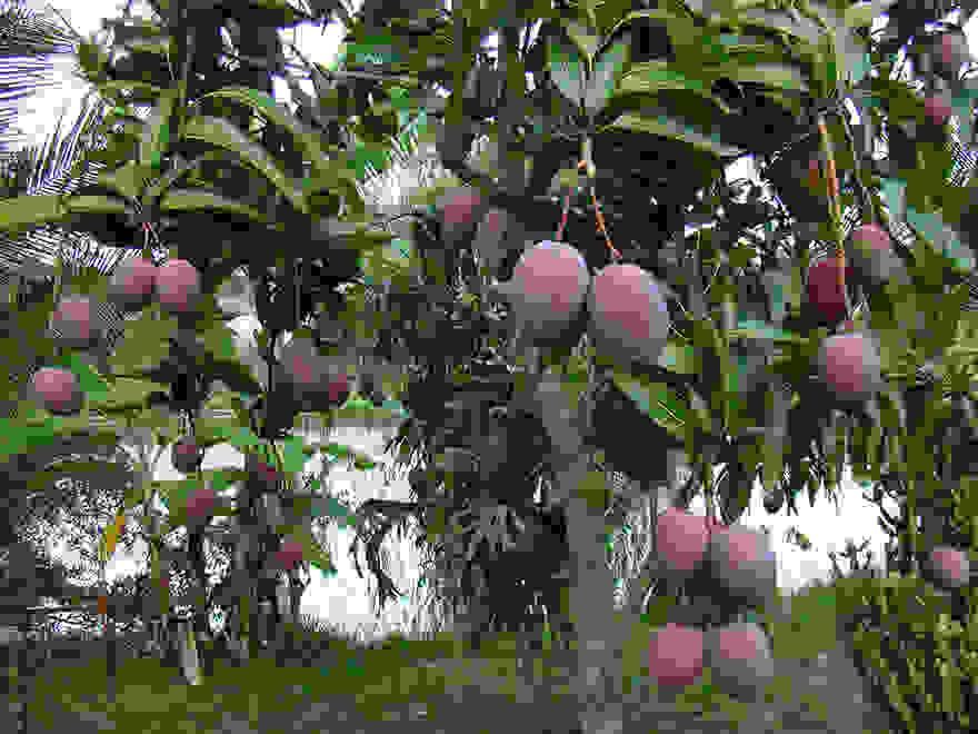 MANGO