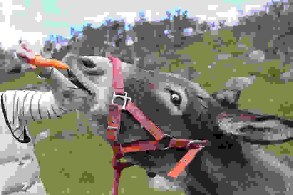 Periklis-and-carrot-March-2011-W