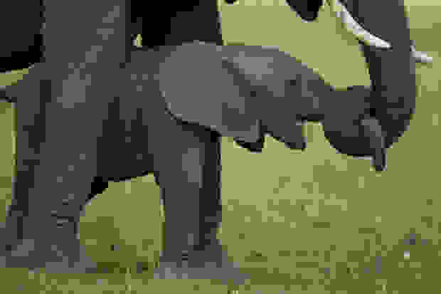 afriki6