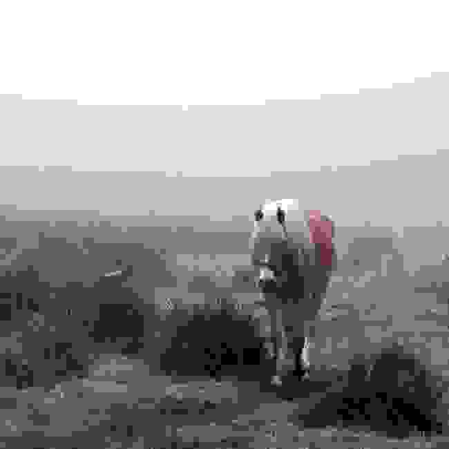 aloga1