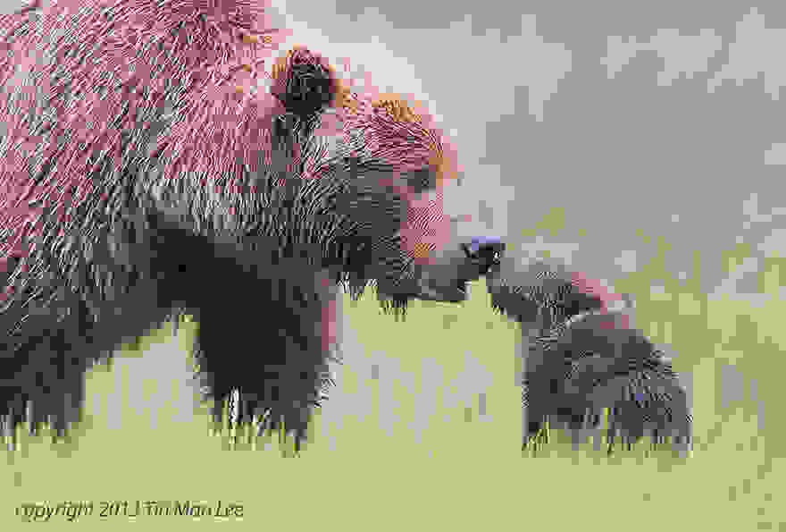 animal-parents-40