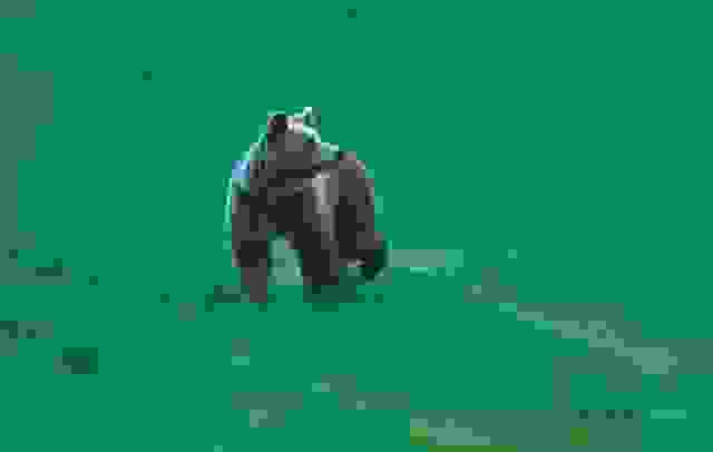 arkoudes2