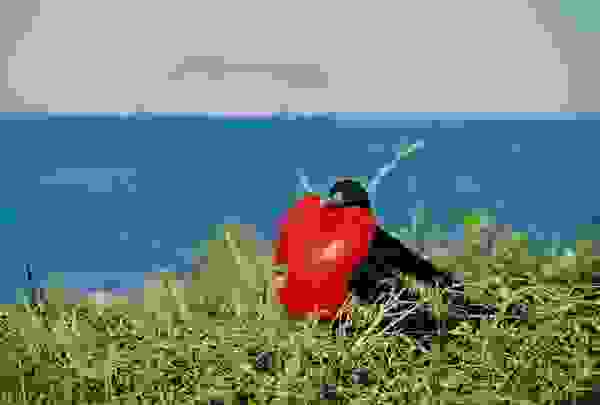 birdlove2