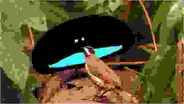 birdlove3