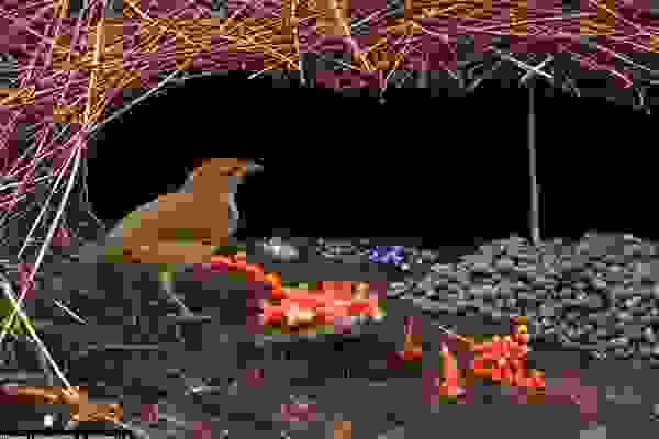 birdlove4