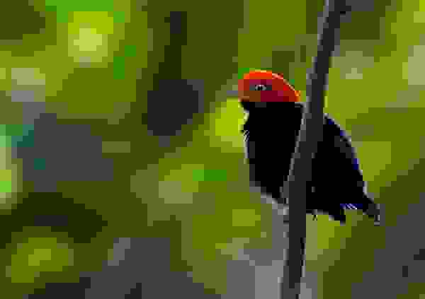birdlove5