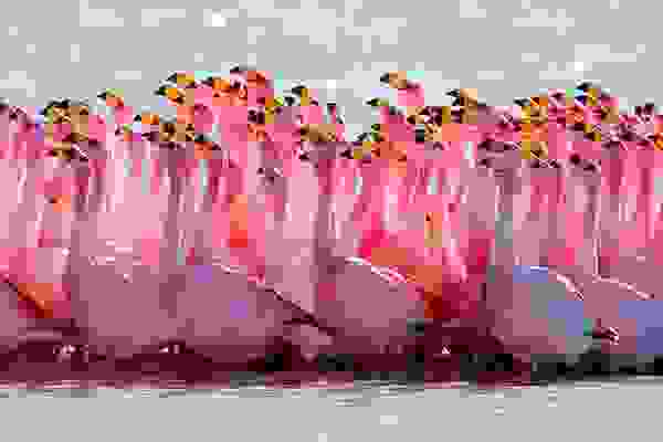 birdlove6