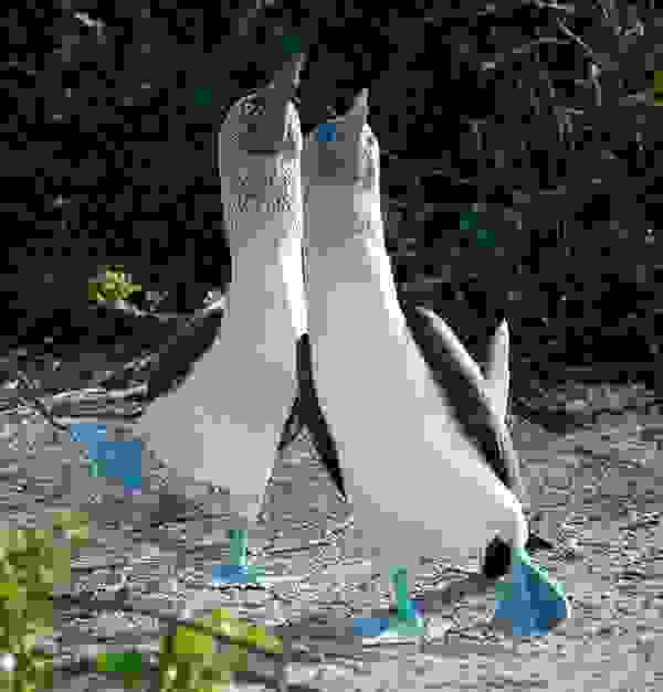 birdlove7