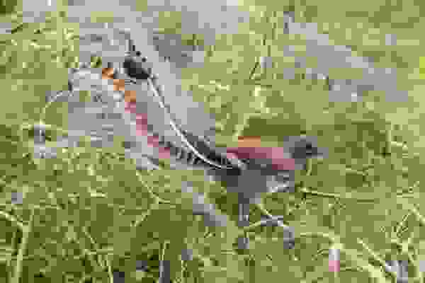 birdlove8