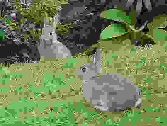 canibal1