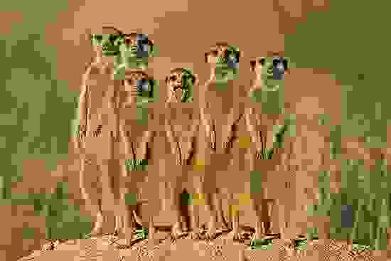 canibal10