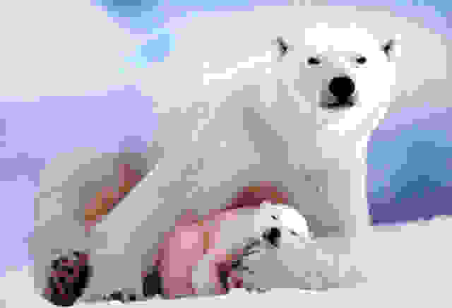 canibal3