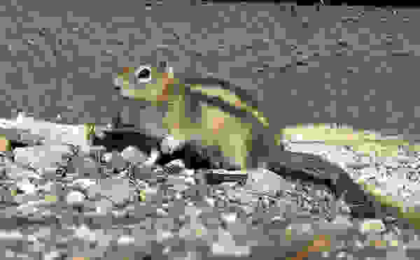 canibal6