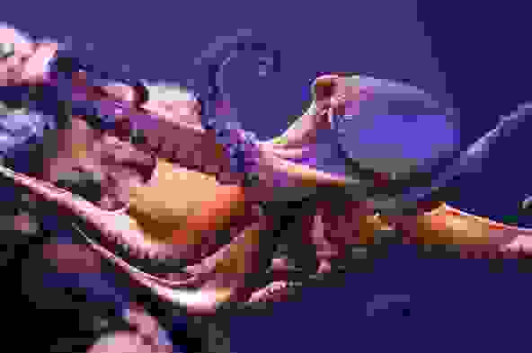 canibal7