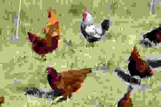 canibal8