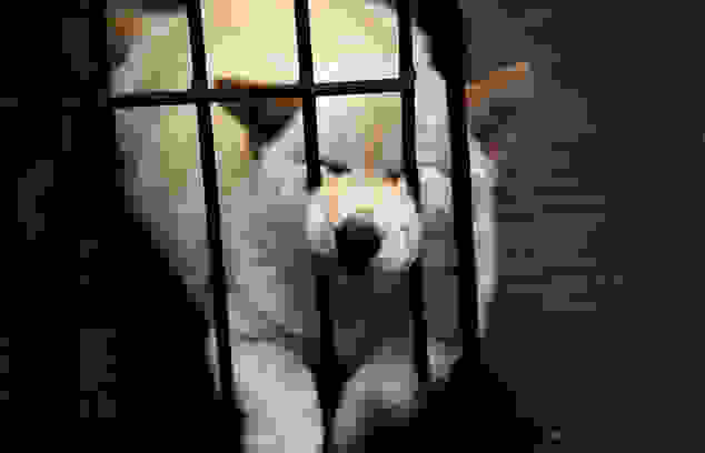 dog2