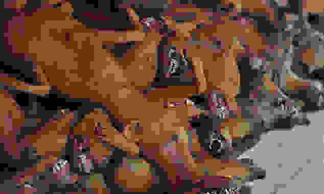 dog3