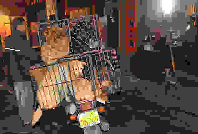 dog4