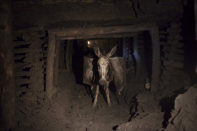 donkeypaki1
