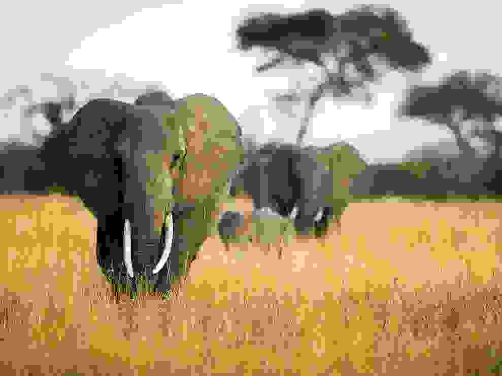 elephant-herd-grass-tanzania 22652 990x742