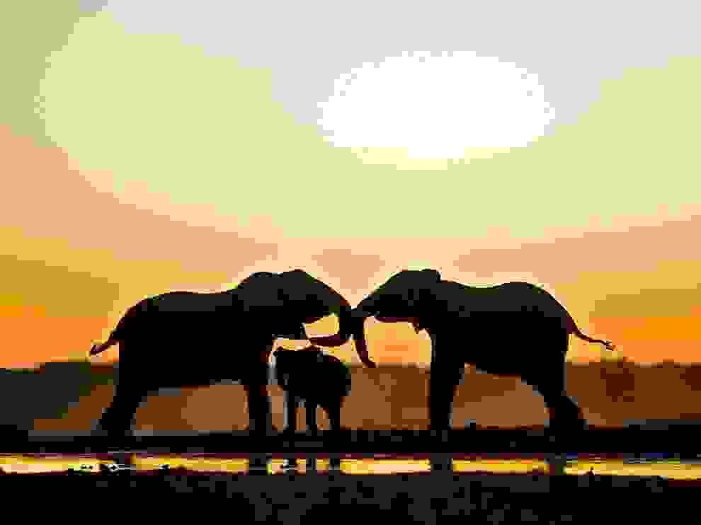 elephant-trio-etosha-national-park 48281 990x742