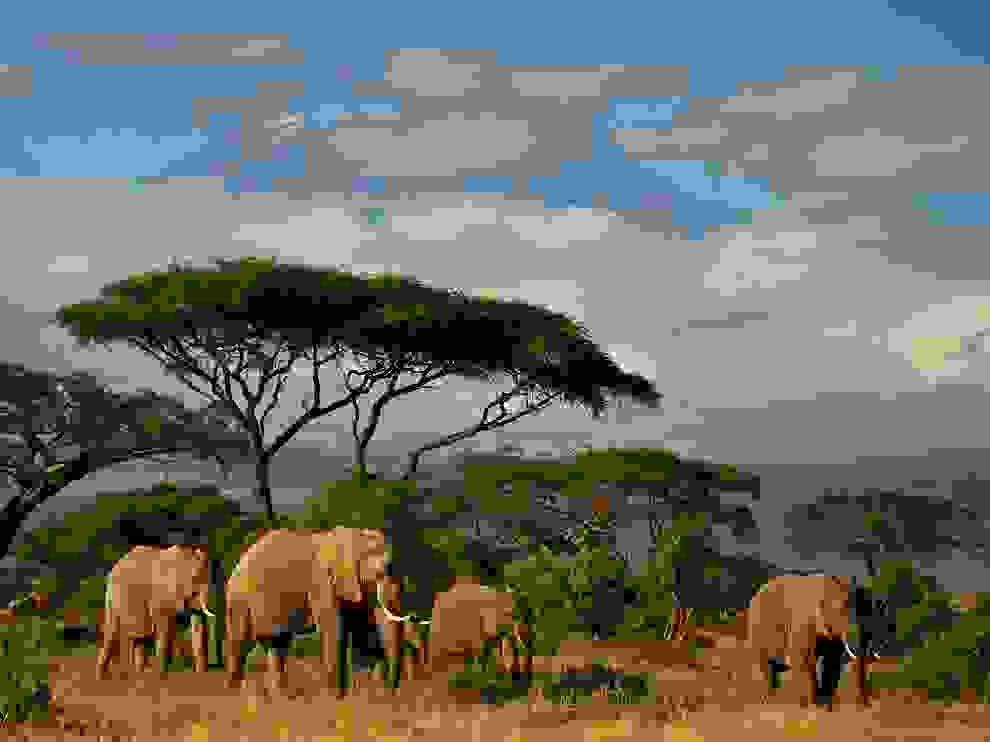 elephants-kenya 36879 990x742