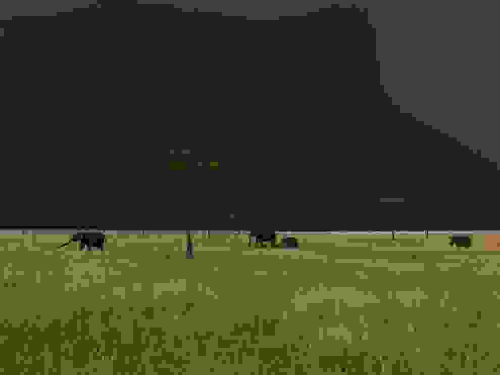 elephants-serengeti-nichols 47912 990x742