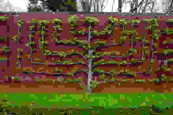 espaliar art of growing trees 01