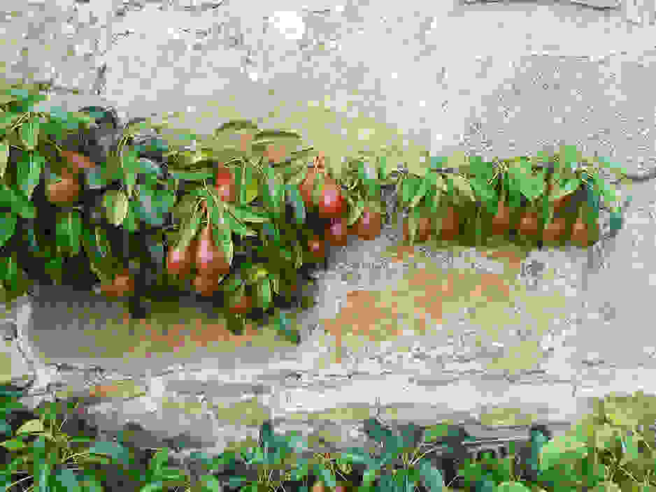espalier fruit tree 4
