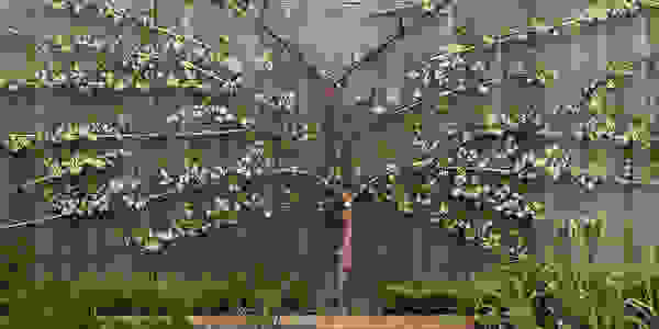 espalier2