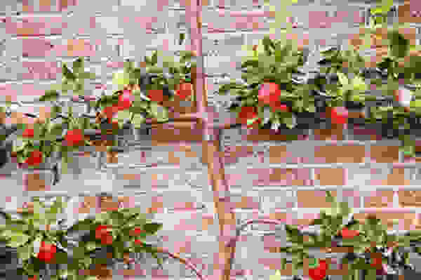 espalier3