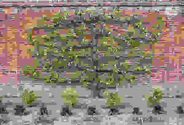 espalier4