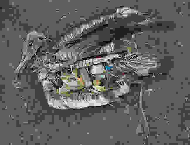 falfoorofiqaayr2