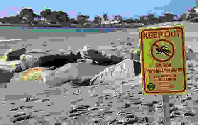 falfoorofiqaayr3