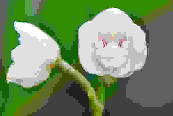 flowers-look-like-animals-people-monkeys-orchids-pareidolia-12