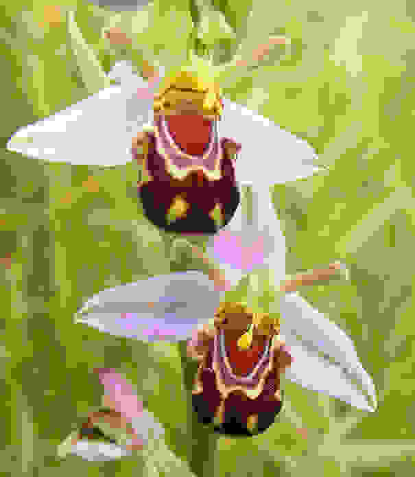 flowers-look-like-animals-people-monkeys-orchids-pareidolia-17