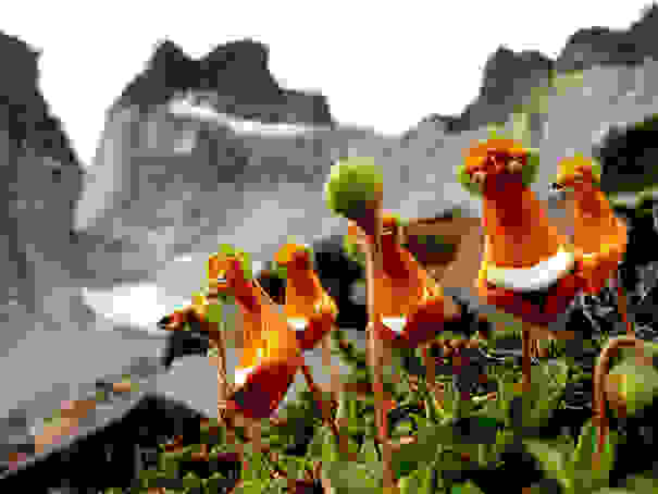 flowers-look-like-animals-people-monkeys-orchids-pareidolia-2