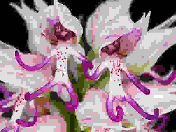 flowers-look-like-animals-people-monkeys-orchids-pareidolia-20