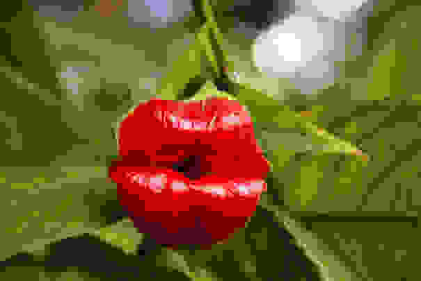 flowers-look-like-animals-people-monkeys-orchids-pareidolia-21